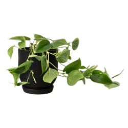a viney houseplant spilling over a small black pot