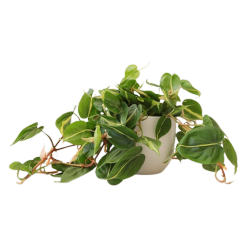 a viney houseplant spilling over a small white pot